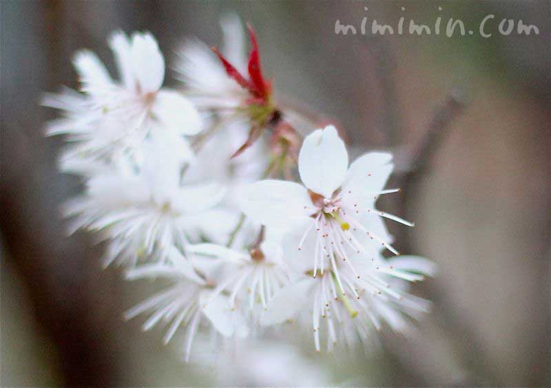桜　シナミザクラの花の写真（白）