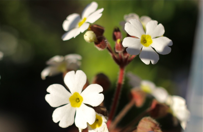 春の白い花の画像