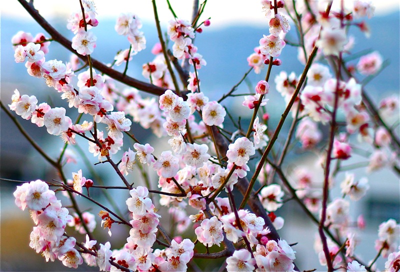 梅 ウメ の花の写真と梅の花言葉 みみみんブログ