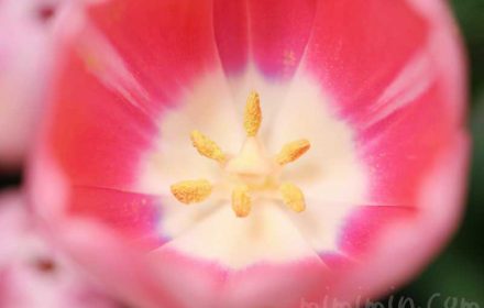 赤いチューリップの花の写真 花言葉の画像