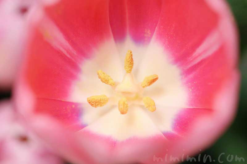 赤いチューリップの花の写真 花言葉の画像