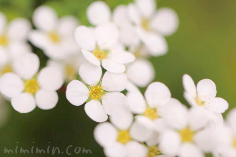 白い雪柳の花の写真と花言葉の画像
