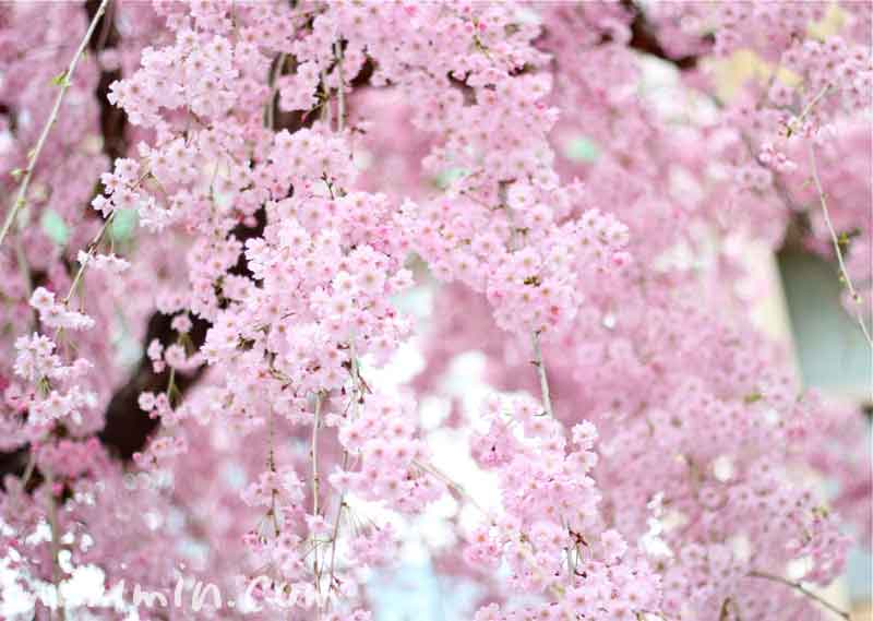 枝垂れ桜の画像