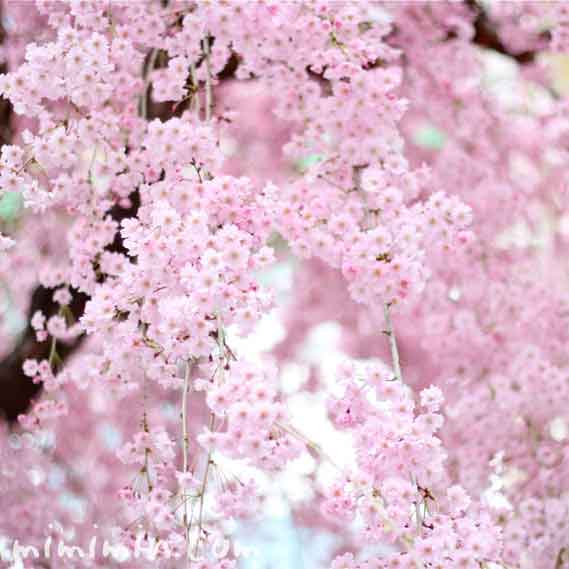 しだれ桜の写真