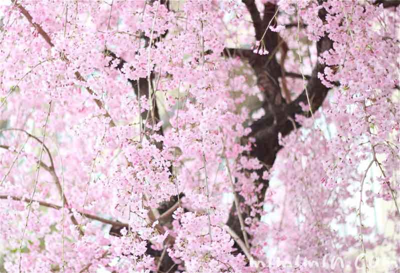 垂れ桜の写真