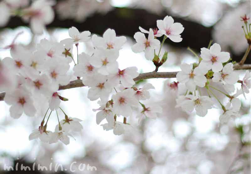 桜・サクラの画像
