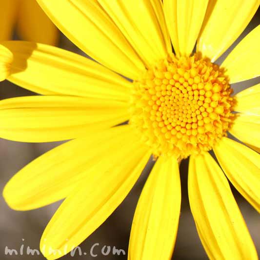 ユリオプスデージーの花言葉・誕生花の画像