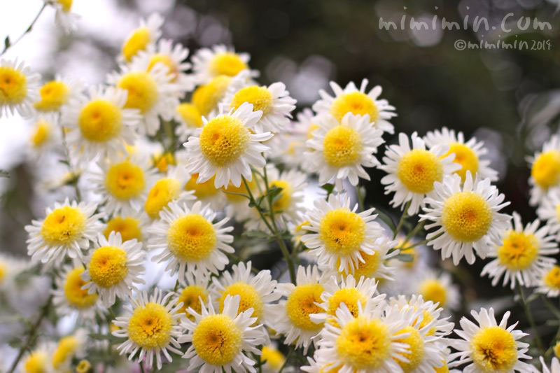 スプレー菊 スプレーマム 丁字咲き の花の写真 花言葉 みみみんブログ