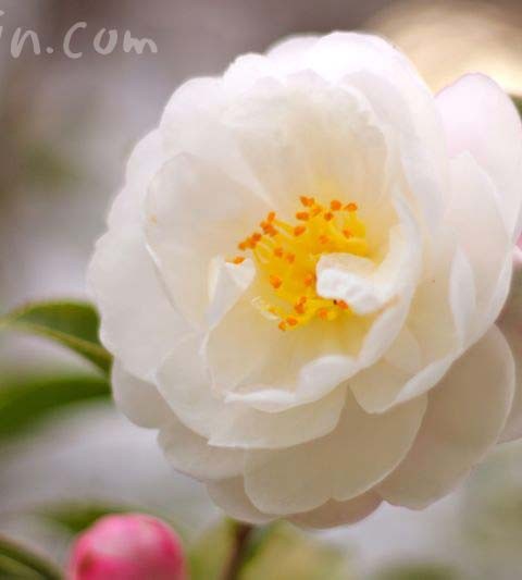 白の八重咲きのサザンカ・アサクラ（花の写真＆花言葉）☆