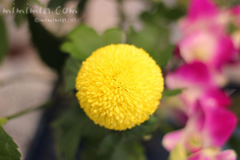 ポンポン菊の写真 ポンポン菊の花言葉 ポンポンマム みみみんブログ