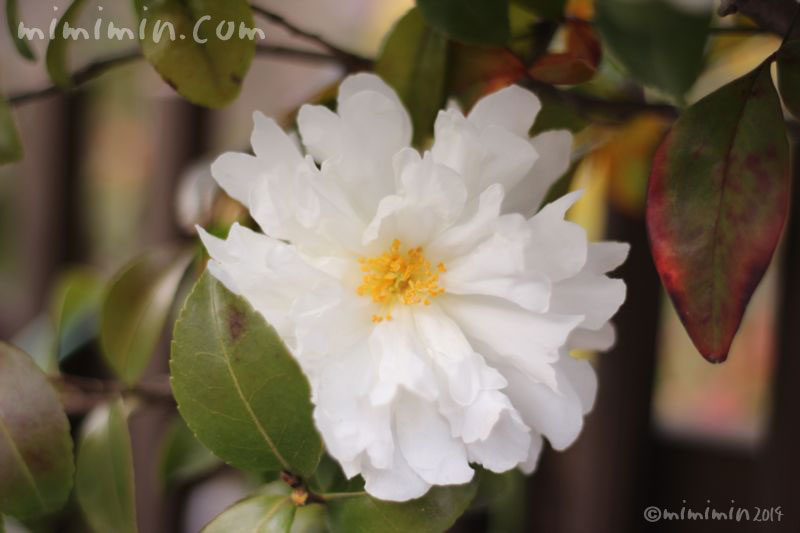 白の山茶花（サザンカ）の写真