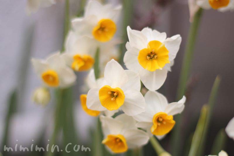 白い水仙 スイセン 日本水仙 花の写真 花言葉 みみみんブログ