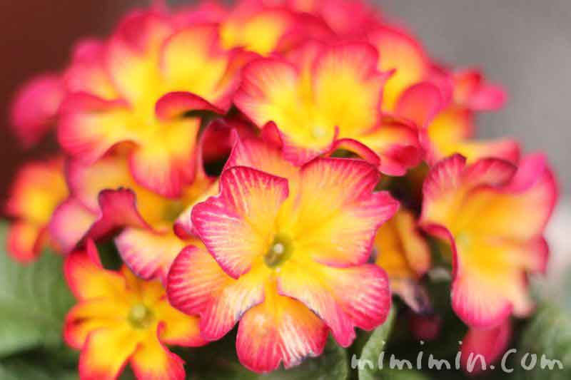 プリムラ ジュリアンの花の写真 花言葉 由来 みみみんブログ