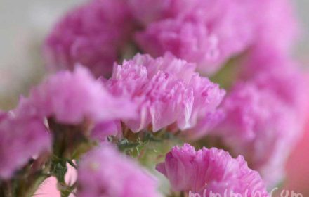 ピンクのスターチスの花の画像