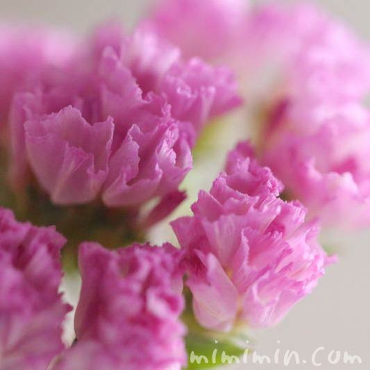 スターチスの花の写真 スターチスの花言葉 みみみんブログ