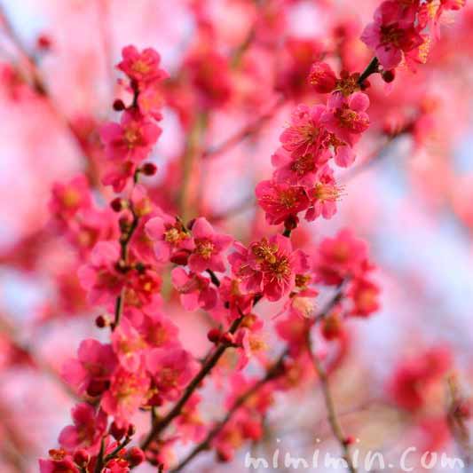 梅の花・ピンクの画像