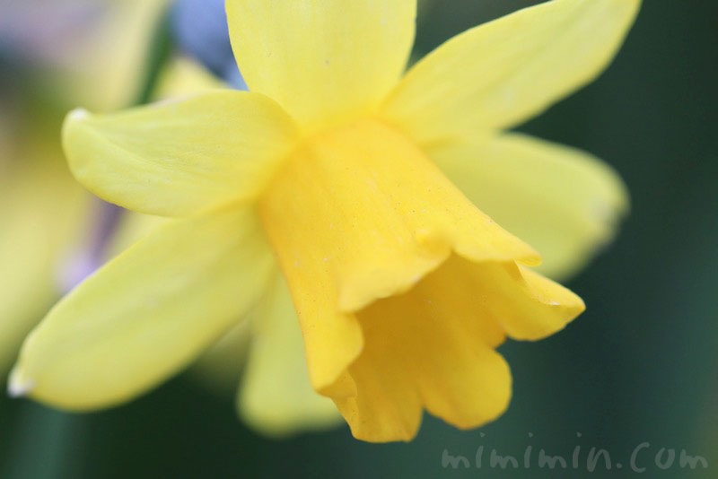 ラッパ水仙の花（黄色）の写真