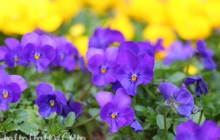 パンジーの花の写真　青紫色