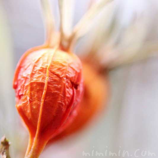 クチナシの実の写真 花言葉 誕生花