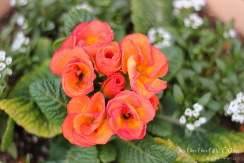 プリムラの花言葉 オレンジ色のプリムラの花の写真 みみみんブログ
