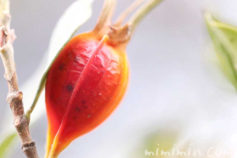 クチナシの実の写真 花言葉の画像
