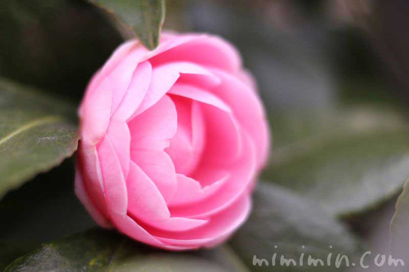 ピンク色の八重咲きツバキの写真