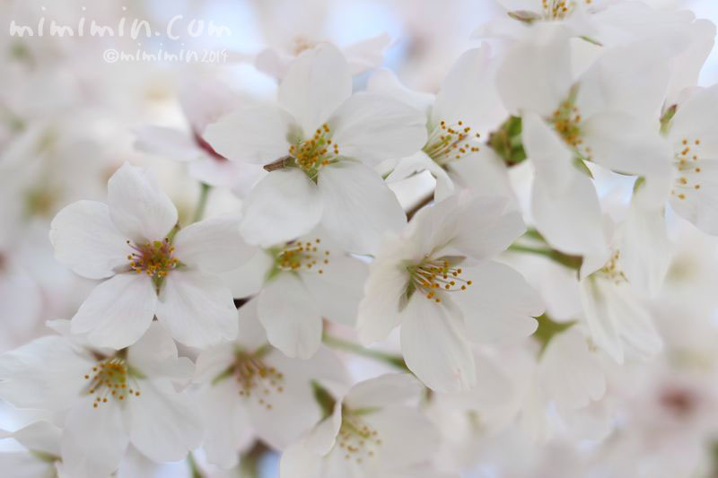 桜の写真3