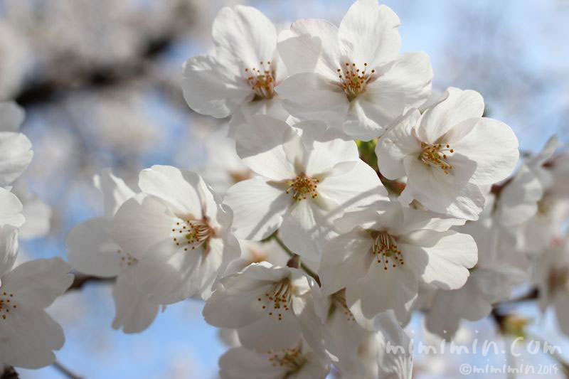 桜（満開）の写真