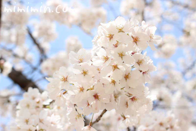 桜の豆知識 サクラの花の写真 花言葉 みみみんブログ