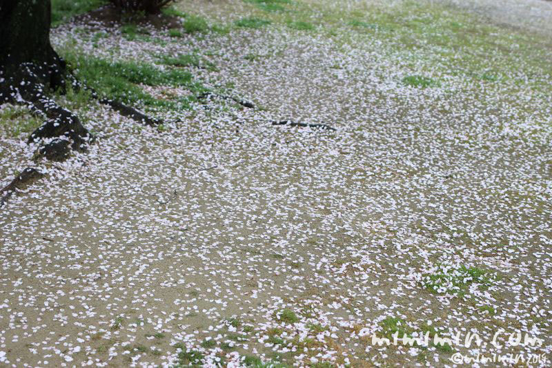 桜の花びらの絨毯の写真