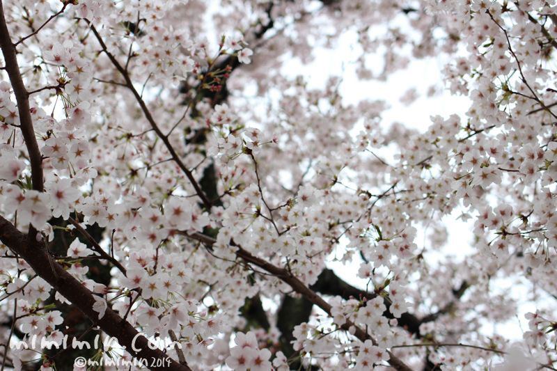 桜（サクラ）の写真