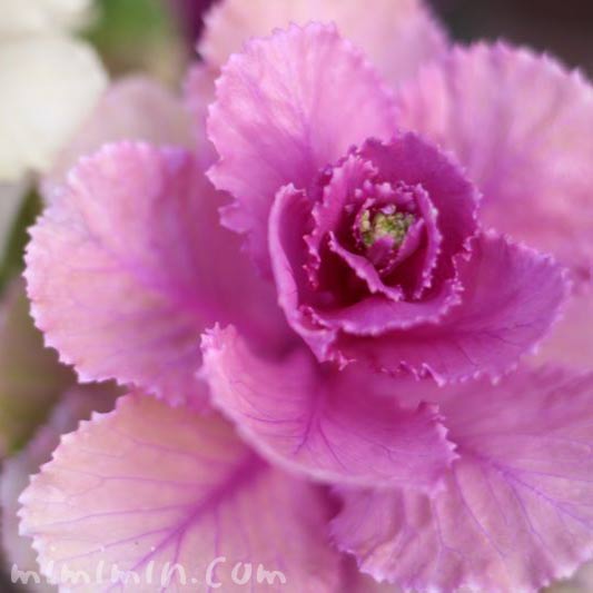 紫のハボタン（葉牡丹）の写真