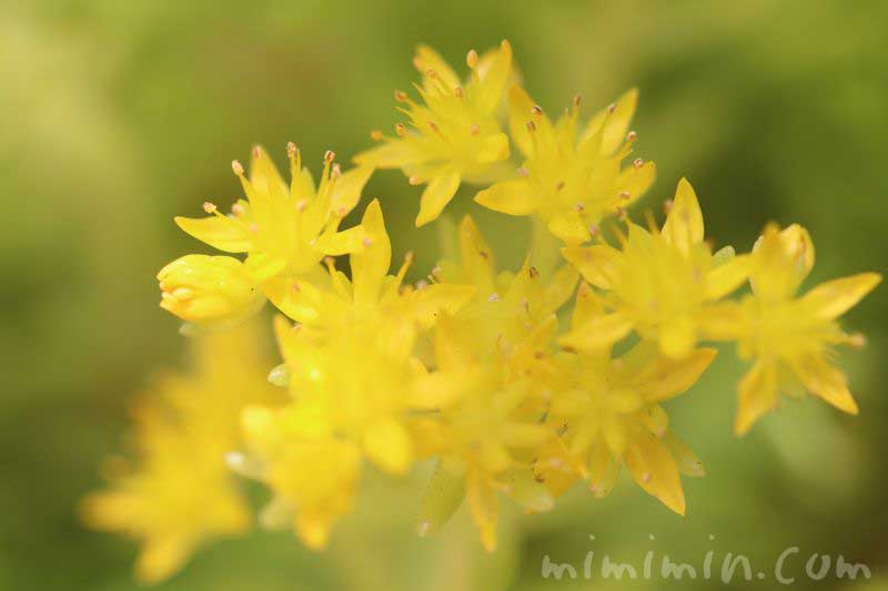 セダム（星のような黄色い花）｜花の写真＆花言葉 | みみみんブログ
