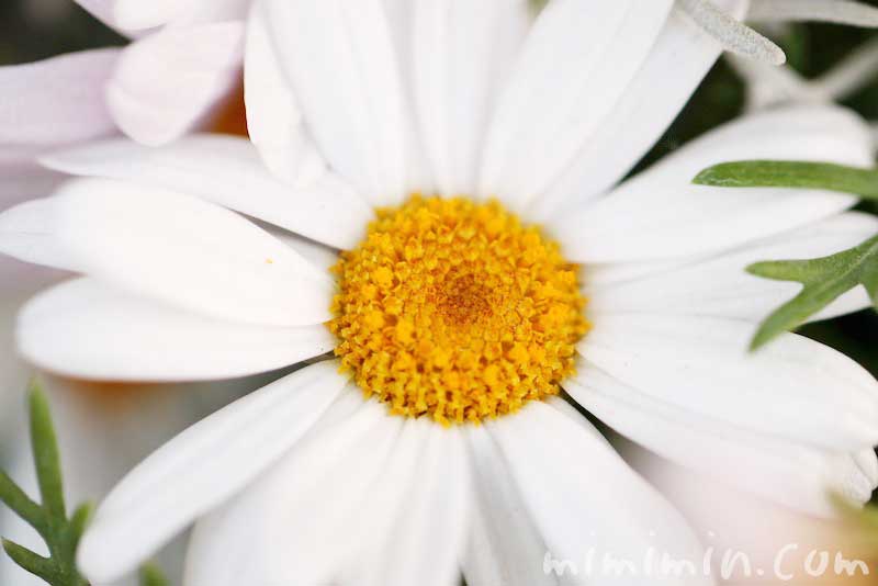 白いマーガレットの花