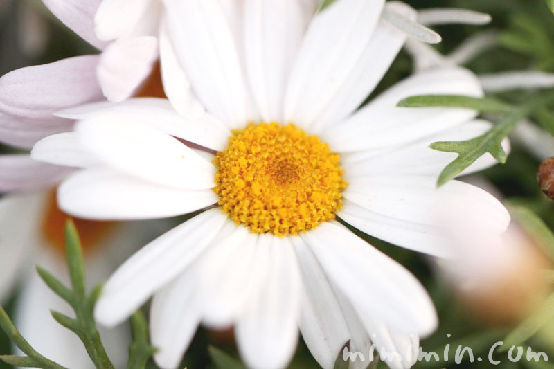 マーガレットの花（白）の画像