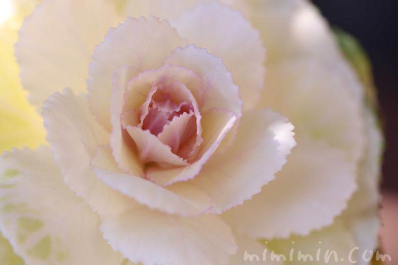 葉牡丹・白の写真