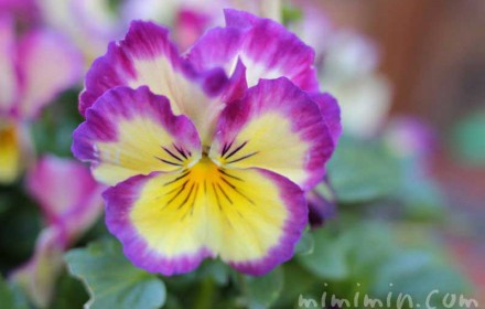 パンジーの花の写真 紫×黄