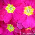 プリムラシネンシスの花言葉 名前の由来 雪桜 寒桜 みみみんブログ