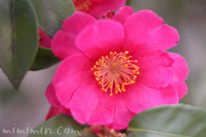 山茶花（サザンカ・濃いピンク）の画像