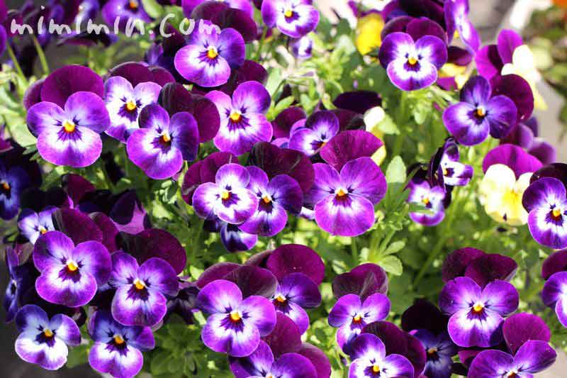 パンジー・紫色の画像