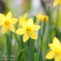 ラッパ水仙 黄色のラッパスイセン 花の写真 花言葉 みみみんブログ