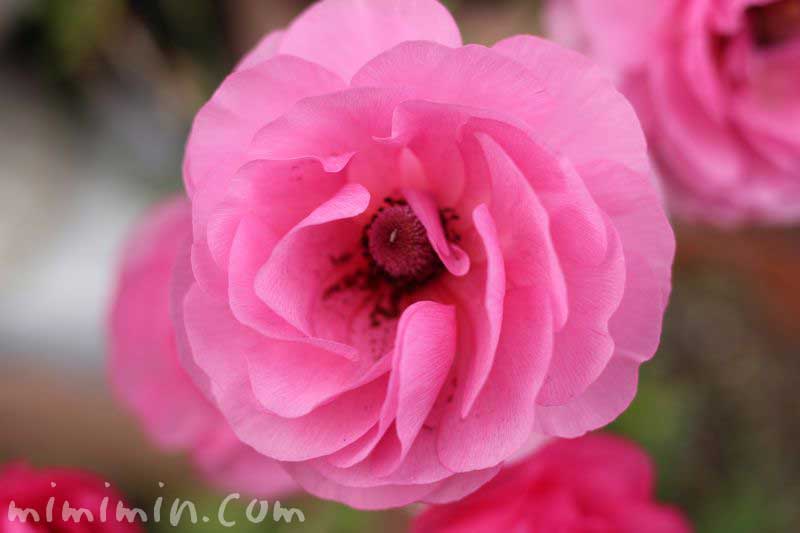 アネモネの花・ピンク色の画像