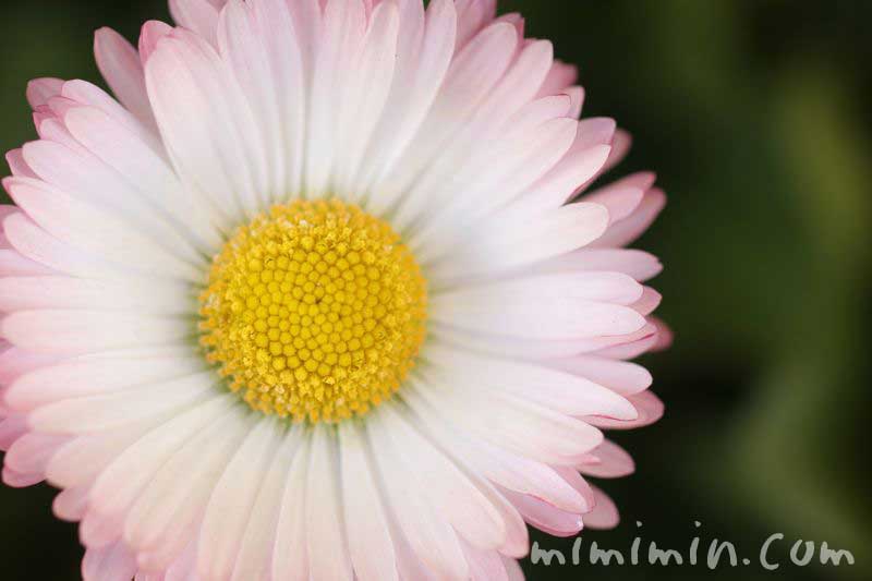 デージー・デイジー（ひなぎく）の花の写真