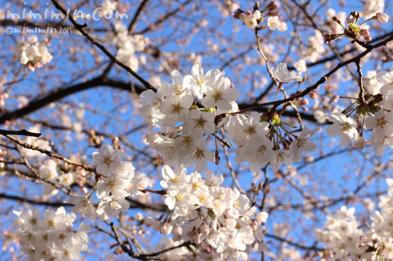 桜（目黒川の桜）の写真