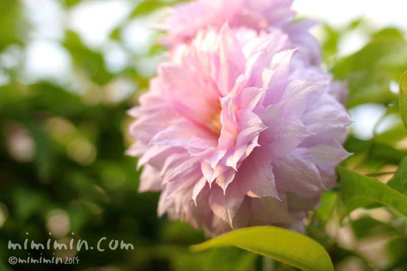 ピンクの八重咲きクレマチスの花の写真