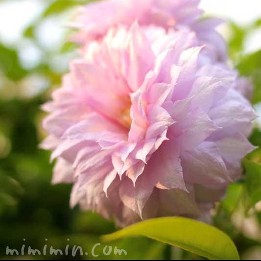 ピンクの八重咲きクレマチスの写真4-7-6