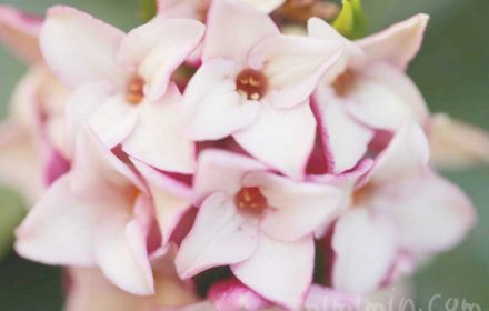 沈丁花の花言葉・沈丁花の花の写真