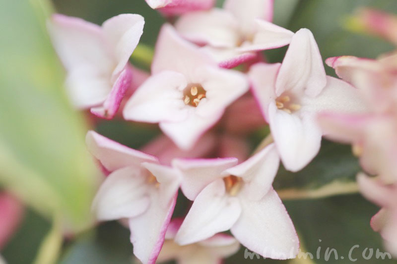 沈丁花の花言葉・ピンクの沈丁花の花の写真の画像