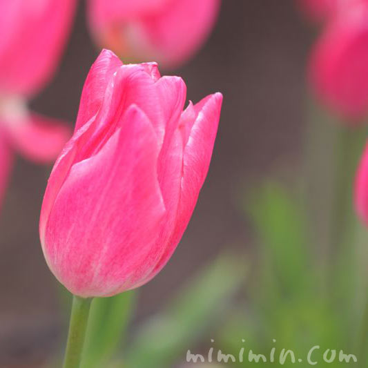 赤のチューリップの花言葉の写真