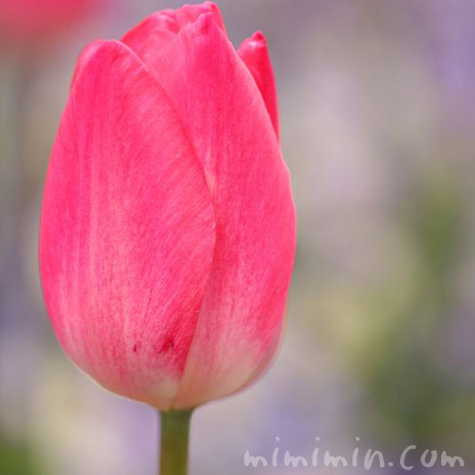 ピンクのチューリップの花言葉の画像